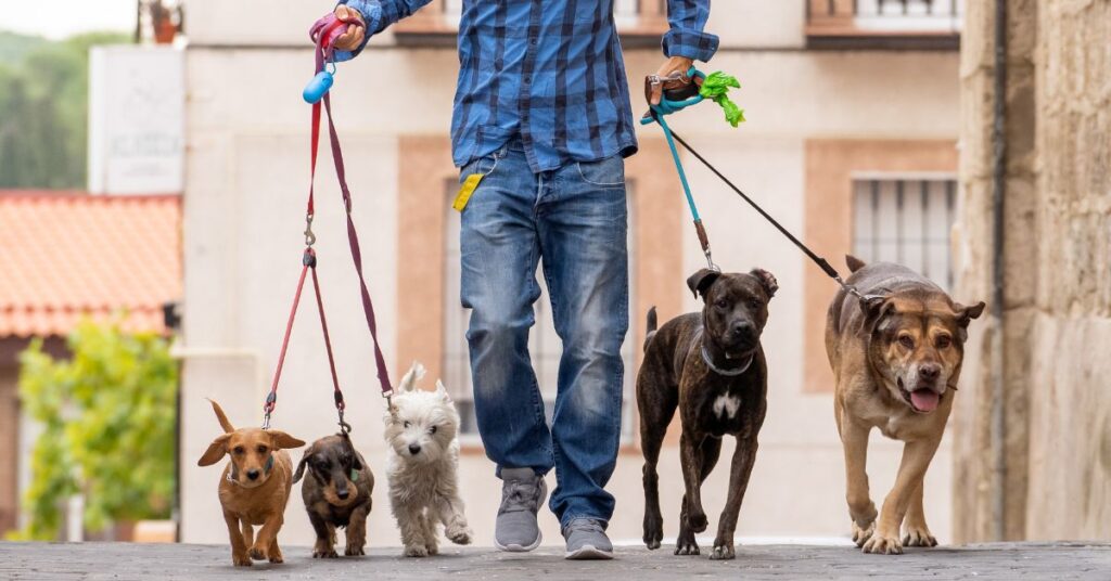 Dog walking business professional walking multiple dogs in an urban setting