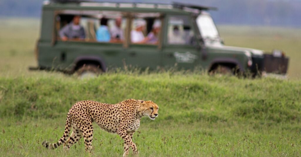 Safari tour guide leading a wildlife adventure