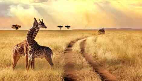 self-driven-safaris-kenya